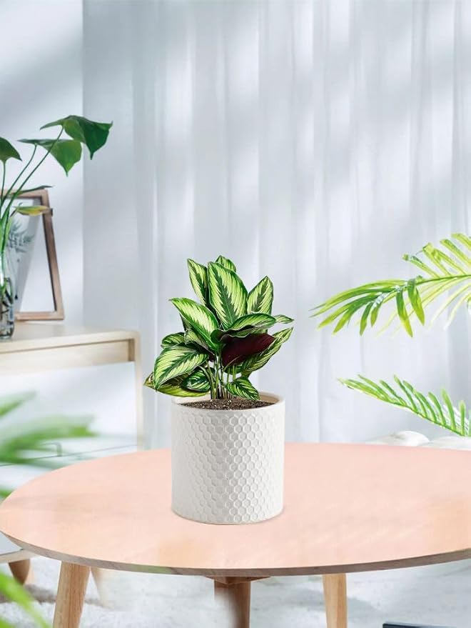 Docrin Ceramic Planters Indoor, 8 Inch Plant Pot with Drainage Holes for Home/Office - White Honeycomb