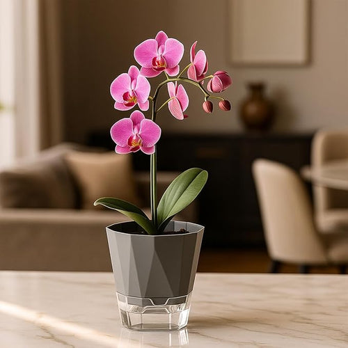 12 Pack Self Watering Pots for Indoor Plants, 5 Inches Self Watering Planters African Violet Self Watering Clear Pots for Plants Herb Orchid Flower Houseplant, Dark Grey