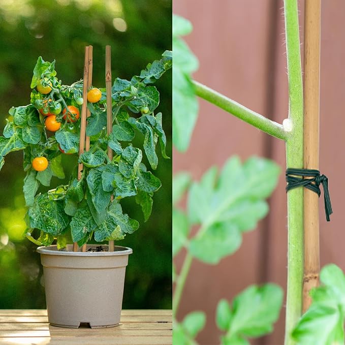 50PCS Plant Stakes,Natural Bamboo Stakes,Garden Stakes for Indoor and Outdoor Plants,POLIUMB Poles Sticks for Tomatoes,Beans,Flowers,Trees Potted and Climbing Plants-18 inches