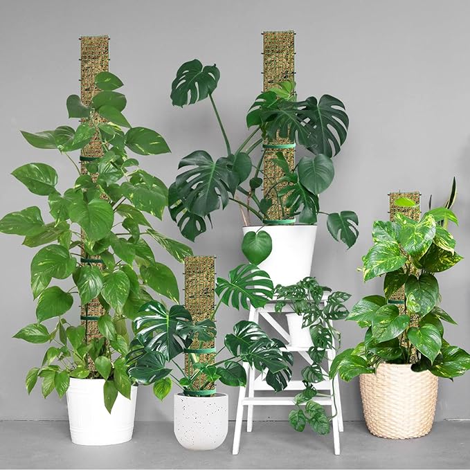 60"/40"/24" Metal Moss Pole, D Shape Sphagnum Moss Pole, Moss Poles for Climbing Plants, Monstera, Indoor Climbing Plants (1 Each of 60" 40" 24")