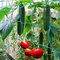 Trellis Netting for Climbing Plants - Heavy Duty Garden Trellis Netting for Cucumber, Vine, Fruits & Vegetables Tomato Plants Trellis Net, Climbing Vining Plants (2-Pack 24.6' x 6.6'Ft)